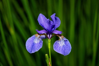 Çimlerin arasında büyüyen Kuzey Mavi Bayrak çiçeği. Siyah arka planda mor iris çiçeği. Çiçek açan iris versicolor Kapat.