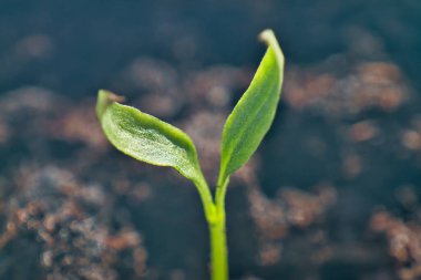 Toprakta yetişen bitki. Makro image.chili biber (piri piri) toprakta izole bir şekilde yetişir. Yeni yaşam kavramı. Alış veriş merkezi bitkileri ilkbaharda. Taze, tohum, fotoğraf tazeliği ve tarım kavramı 