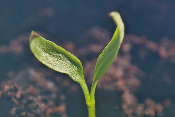 Toprakta yetişen bitki. Makro image.chili biber (piri piri) toprakta izole bir şekilde yetişir. Yeni yaşam kavramı. Alış veriş merkezi bitkileri ilkbaharda. Taze, tohum, fotoğraf tazeliği ve tarım kavramı 