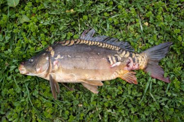 Ayna sazan otların üzerinde yatar. Tatlı su balığı, genellikle ağız çevresindeki barbellerle. Sazan nehirlerin kraliçesidir.
