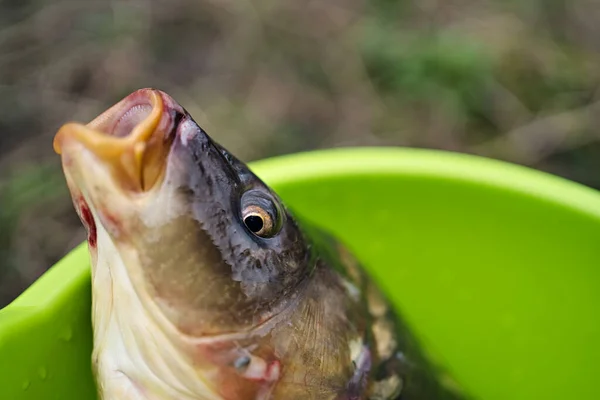 Sazan bir kase aynasında yatıyor. Canlı balık. Yaz zamanı. Balık tutmaya. Güzel ayna sazan portresi