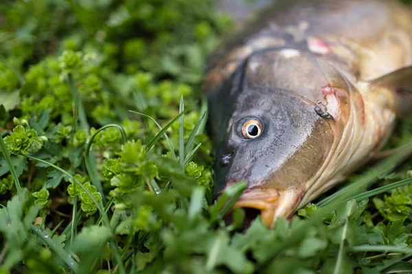 Balık kafası. Ayna sazan otların üzerinde uzanıyor. Tatlı su balığı, genellikle ağız çevresindeki dikenlerle birlikte.