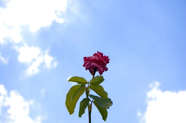 Çiçekler.