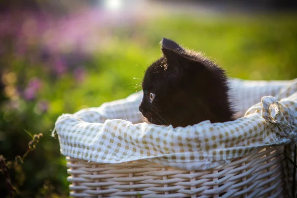 Gatinho preto — Fotografia de Stock