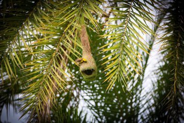 Baya dokumacısının yuva kolonileri genellikle dikenli ağaçlarda ya da palmiye yapraklarında bulunur ve yuvaları sıklıkla suya yakın inşa edilir ya da yırtıcıların kolayca yuvalarına ulaşamayacağı suyun üzerinde asılı kalır..