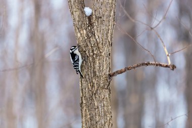 Güzel, gri ve kahverengi kuyruklu ağaçkakan bir ağaca tünemiş.