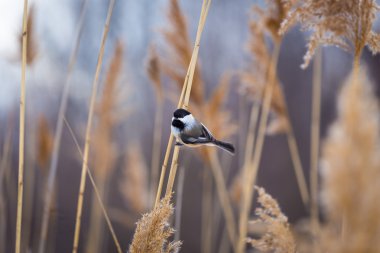 Siyah şapkalı gıda için beklerken arsız olmak bülbül. 