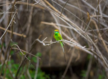 Otların arasında küçük bir kuş