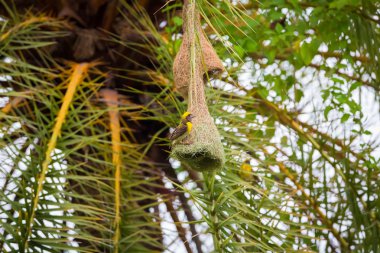 Baya dokumacısının yuva kolonileri genellikle dikenli ağaçlarda ya da palmiye yapraklarında bulunur ve yuvaları sıklıkla suya yakın inşa edilir ya da yırtıcıların kolayca yuvalarına ulaşamayacağı suyun üzerinde asılı kalır..