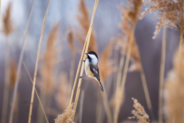 Siyah şapkalı gıda için beklerken arsız olmak bülbül. 