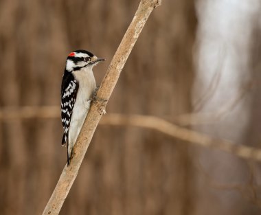 Aktif küçük Downy Ağaçkakan, arka bahçedeki besleyicilerin, parkların ve odunlukların, sürülere katıldığı, ancak onlardan daha büyük olduğu tanıdık bir manzara. Erkeğin kafasının arkasında kırmızı bir leke var..