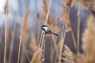 Siyah şapkalı gıda için beklerken arsız olmak bülbül. 