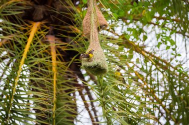 Baya dokumacısının yuva kolonileri genellikle dikenli ağaçlarda ya da palmiye yapraklarında bulunur ve yuvaları sıklıkla suya yakın inşa edilir ya da yırtıcıların kolayca yuvalarına ulaşamayacağı suyun üzerinde asılı kalır..