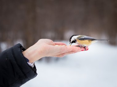 Siyah şapkalı gıda için beklerken arsız olmak bülbül. 