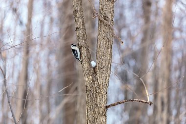 Ağaç dallarında don var. kış.