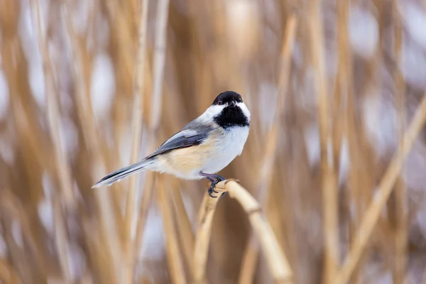 Zwarte Capped Chickadee wordt brutaal tijdens het wachten voor voedsel. — Stockfoto