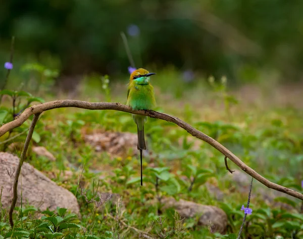 Een Vogel Natuur — Stockfoto