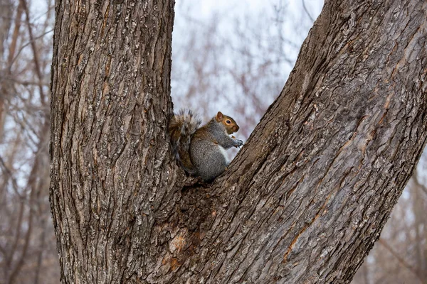 Eastern Gray Squirrel Has Predominantly Gray Fur Can Have Brownish — Stock Photo, Image