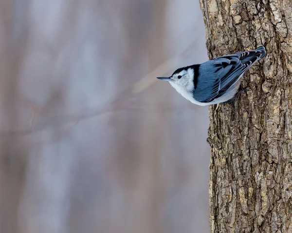 Nuthatch Dal Petto Bianco Piccolo Cetriolo Della Famiglia Nuthatch Che — Foto Stock