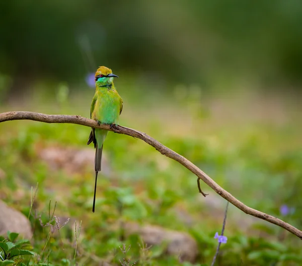 Een Roofvogel Natuur — Stockfoto