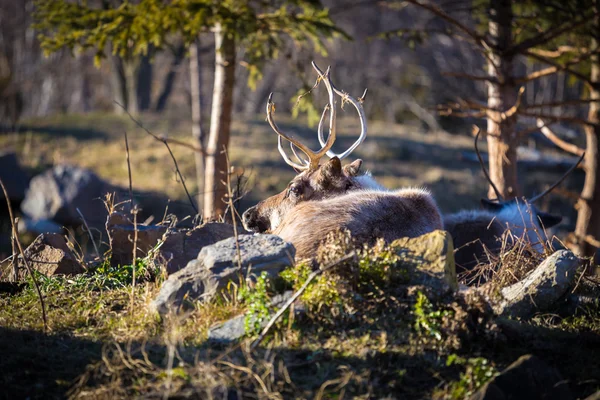 Rena Também Conhecida Como Caribou América Norte Uma Espécie Cervo — Fotografia de Stock