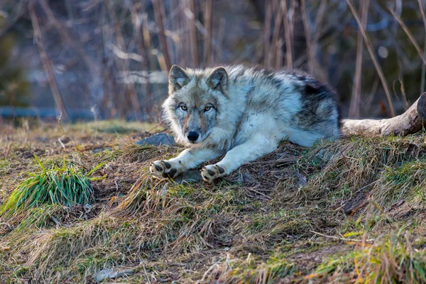 Loup Gris Loup Gris Aussi Appelé Loup Des Bois Loup — Photo