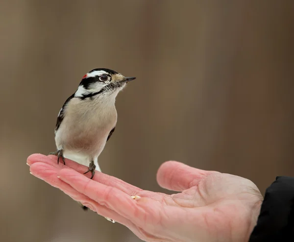 Petit Pic Mineur Oiseau Actif Est Bien Connu Dans Les — Photo