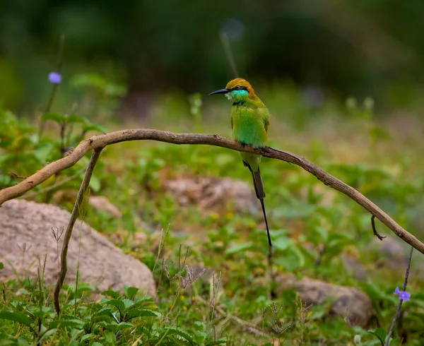 Doğadaki Bir Kuş — Stok fotoğraf