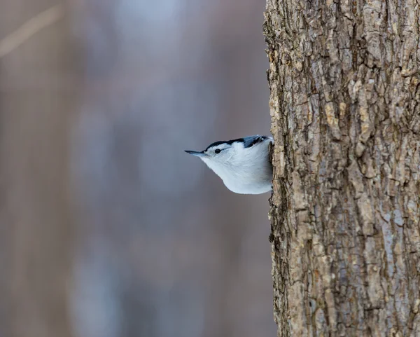 Білогрудий Нутч Англ White Breasted Nuthatch Маленький Пісенний Птах Родини — стокове фото