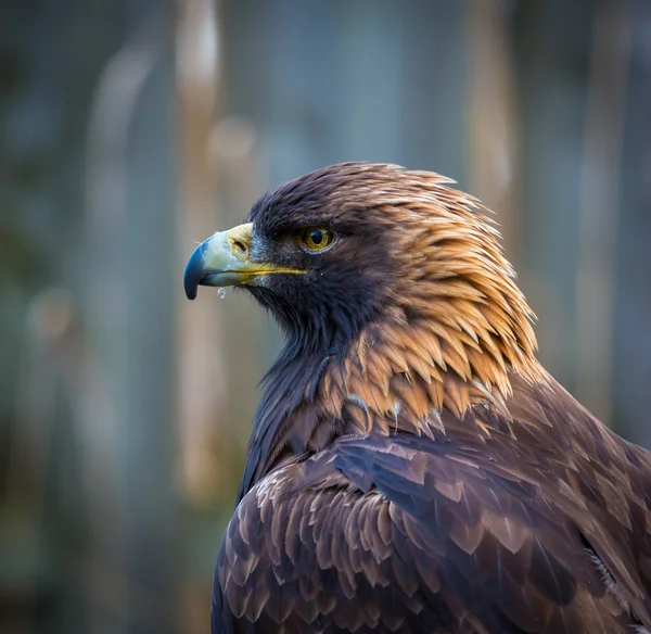 Retrato Águila Oro Estas Aves Rapaces Son Los Reyes Las —  Fotos de Stock