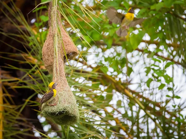 The baya weaver is a weaverbird found across the Indian Subcontinent. Flocks of these birds are found in grasslands and cultivated areas They are best known for their hanging retort shaped nests.