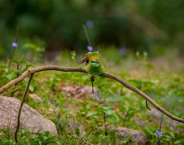 Kolibrie Natuur — Stockfoto