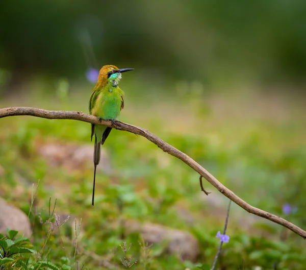 Stor Asiatisk Fågel Naturen — Stockfoto