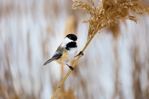 Svart Capped Chickadee Uppnosig väntan på mat. — Stockfoto