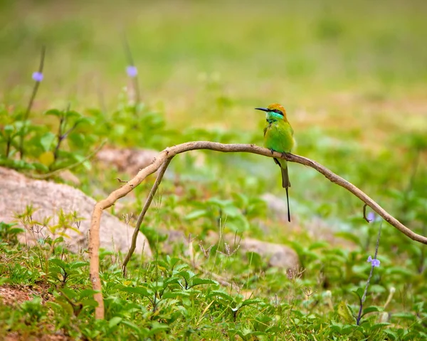 Yeşil Arı Yiyici Parlak Yeşildir Özellikle Çenesinde Boğazında Maviyle Karıncalanır — Stok fotoğraf