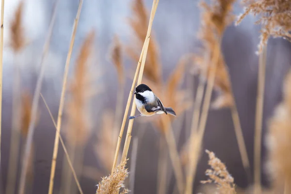 Black Capped Chickadee being cheeky while waiting for food. — Stock Photo, Image