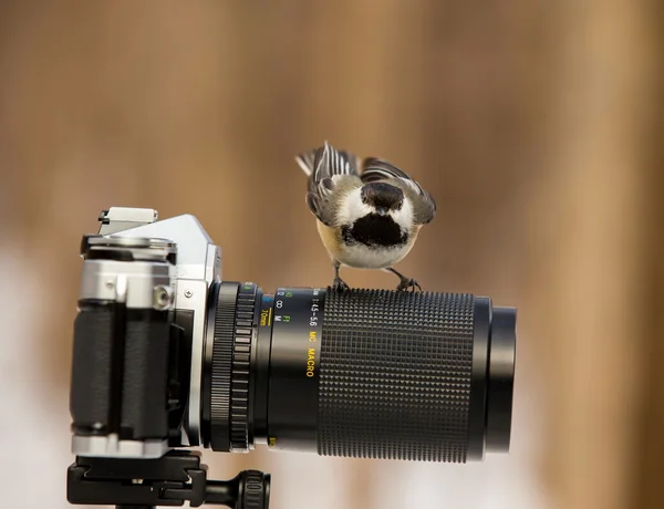 Black Capped Chickadee being cheeky while waiting for food. — Stock Photo, Image