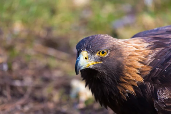 Portrait Aigle Royal Ces Oiseaux Proie Sont Les Rois Les — Photo