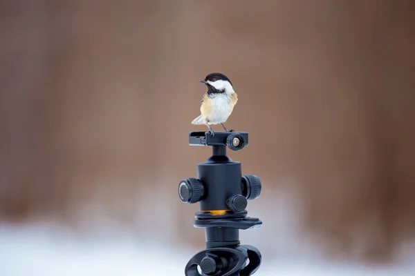 Karda Dalda Bir Kuş — Stok fotoğraf