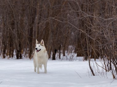 Huskiler kızak köpek yarışlarında kullanılır. Son yıllarda, şirketler kar bölgelerindeki maceraperest gezginler için köpek kızaklarıyla turist gezileri de pazarlıyorlar. Aynı zamanda mükemmel bir evcil hayvan olurlar.