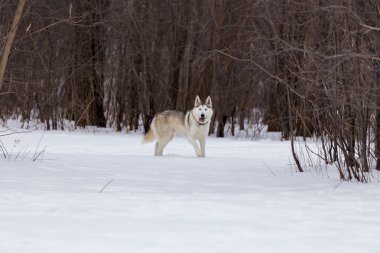 Huskiler kızak köpek yarışlarında kullanılır. Son yıllarda, şirketler kar bölgelerindeki maceraperest gezginler için köpek kızaklarıyla turist gezileri de pazarlıyorlar. Aynı zamanda mükemmel bir evcil hayvan olurlar.
