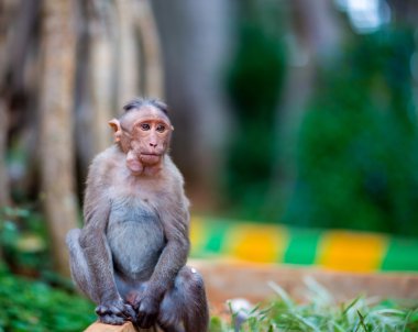 Kaporta makak, Banyan ağacı asker parçası.