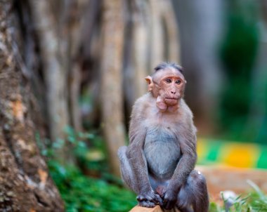 Kaporta makak, Banyan ağacı asker parçası.