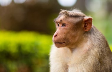 Kaporta makak, Banyan ağacı asker parçası.