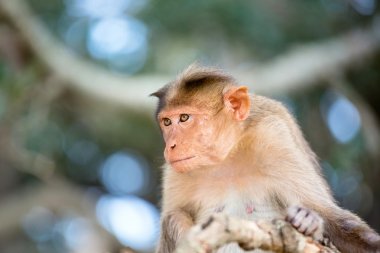 Kaporta makak, Banyan ağacı asker parçası.