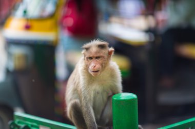 Kaporta makak, Banyan ağacı asker parçası.