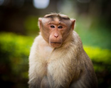 Kaporta makak, Banyan ağacı asker parçası.