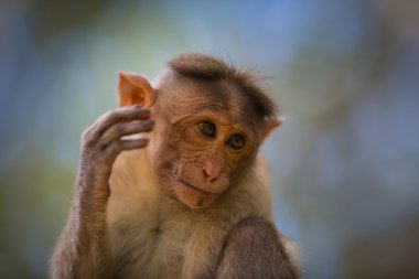 Kaporta makak, Banyan ağacı asker parçası.