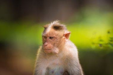 Kaporta makak, Banyan ağacı asker parçası.