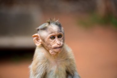 Bonnet Macaque India.